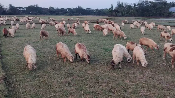 হারিয়ে যাচ্ছে সোনাগাজীর চরাঞ্চলের চারণভূমি