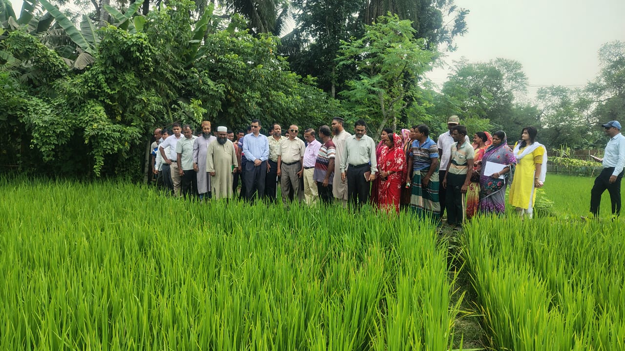 বটিয়াঘাটায় রাইস ট্রান্সপ্লান্টারে ধান রোপণ, কমছে সময়-খরচ