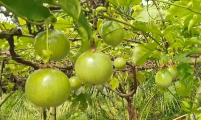 আনারকলি ফল চাষে কেন আগ্রহ বাড়ছে কৃষকদের