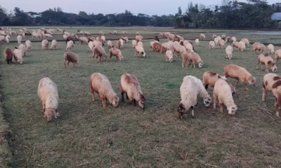 হারিয়ে যাচ্ছে সোনাগাজীর চরাঞ্চলের চারণভূমি