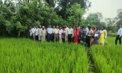 বটিয়াঘাটায় রাইস ট্রান্সপ্লান্টারে ধান রোপণ, কমছে সময়-খরচ