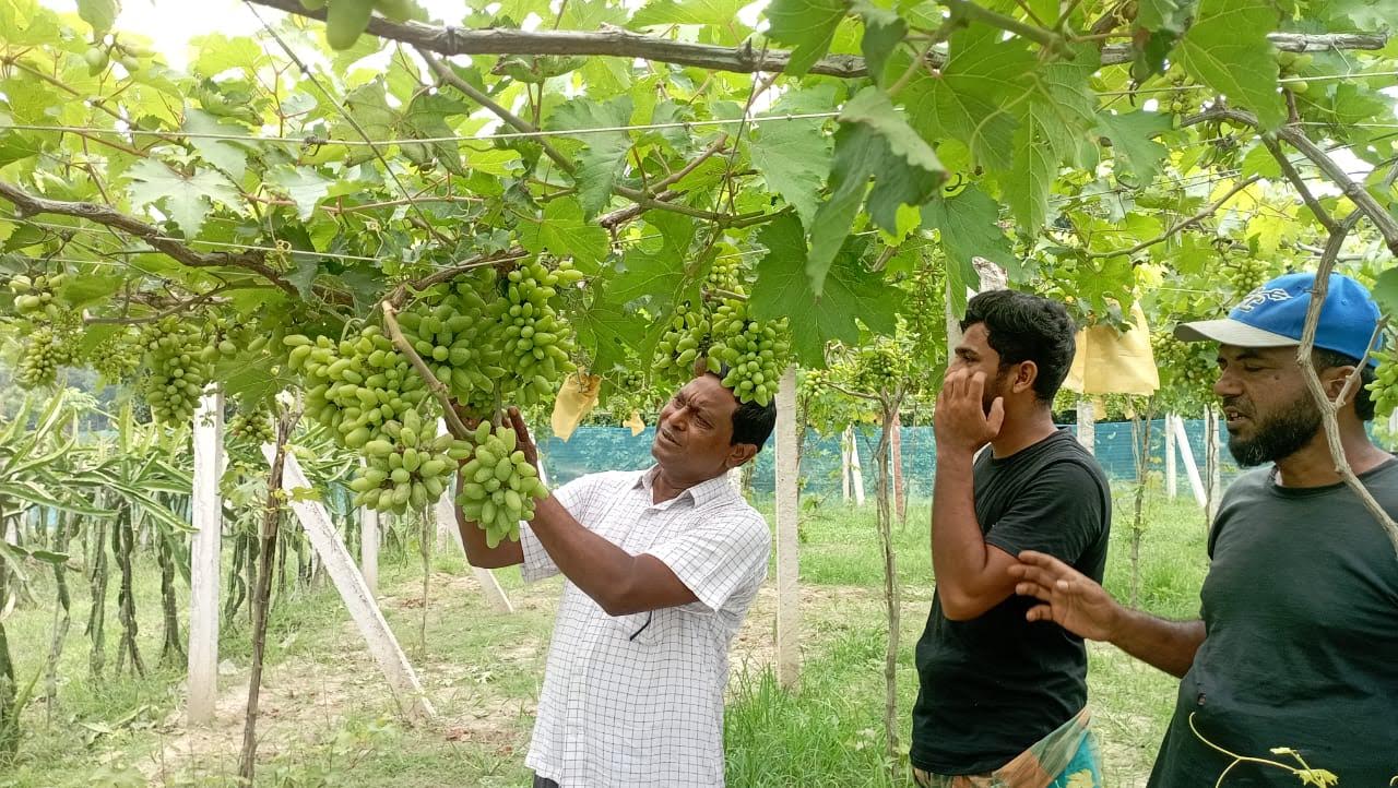 কালীগঞ্জে আঙ্গুর চাষে সম্ভাবনার হাতছানি