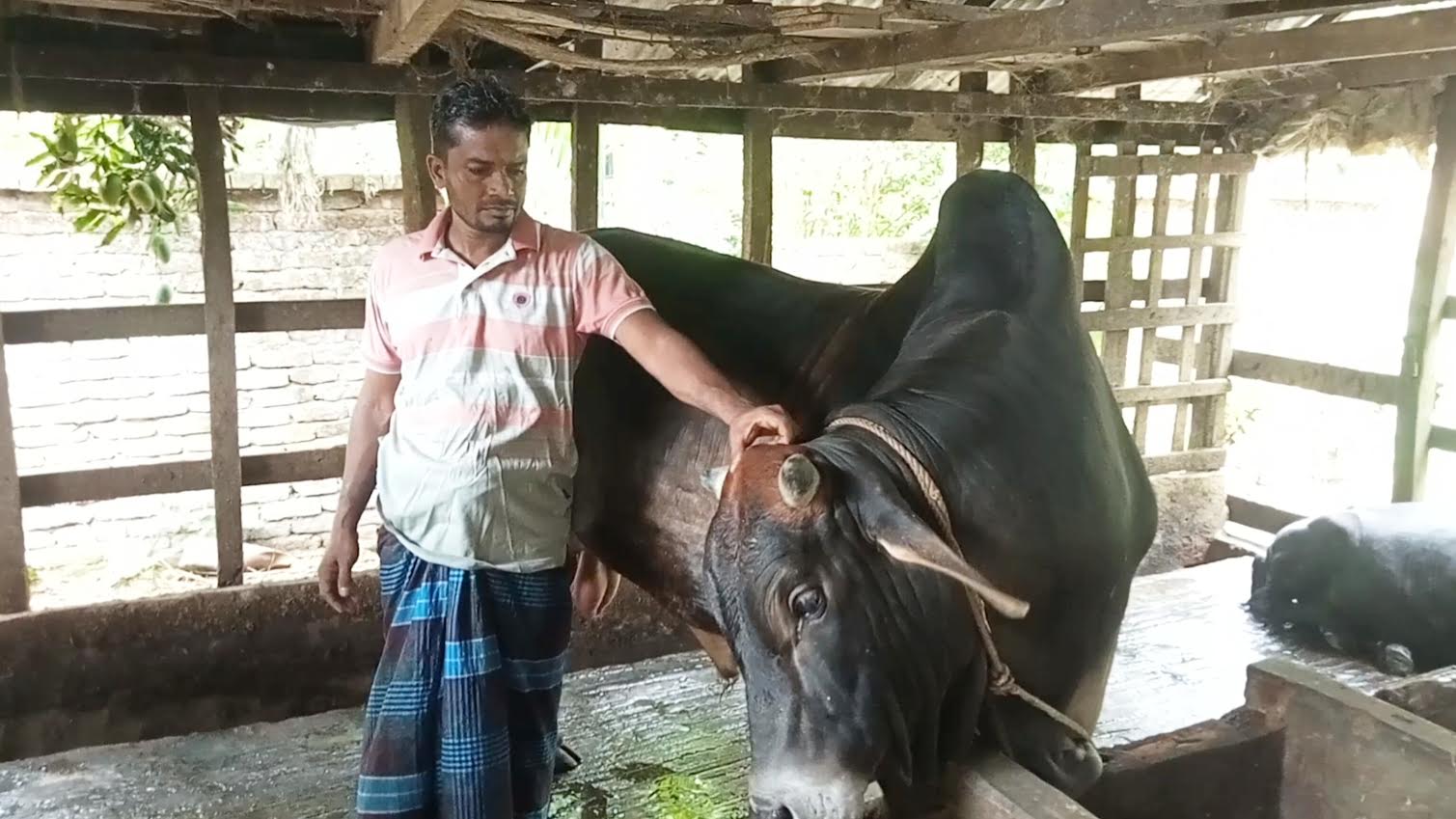 গরুর খামার করে ভাগ্য বদলেছেন ঝালকাঠির সাইফুল