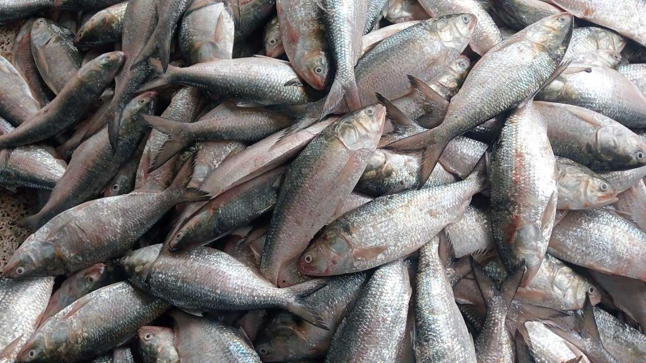 এক ট্রলারেই ৬৫ মণ ইলিশ, বিক্রি হলো ৪০ লাখে