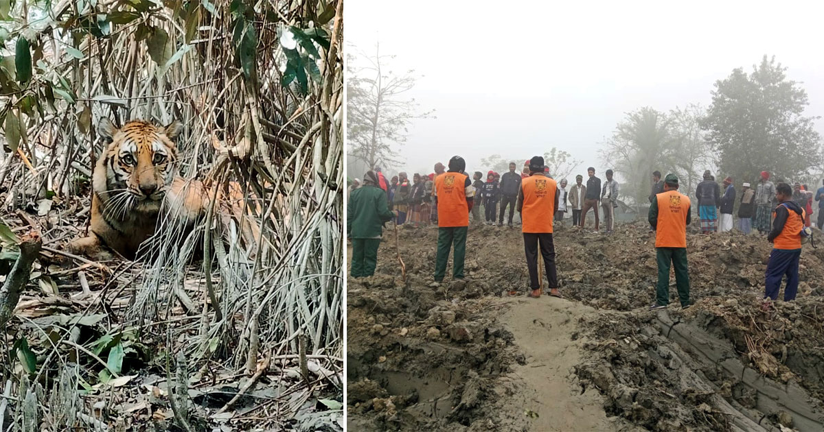 সুন্দরবনে ফাঁদে আটকা পড়েছে বাঘ, এক দিনেও উদ্ধার হয়নি