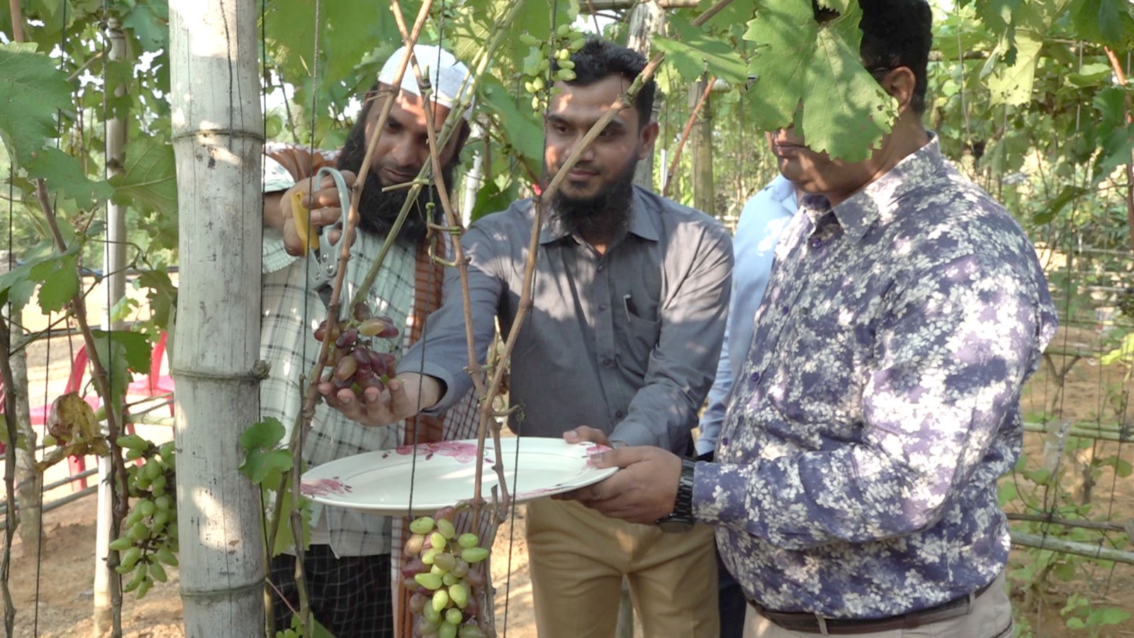 খাগড়াছড়িতে বিদেশি জাতের আঙুর চাষে ফোরকান ও সালাউদ্দিনের সাফল্য ‌‌‌‌‌‌‌‌